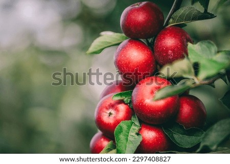 Red apples on tree ready to be harvested. Ripe red apple fruits in apple orchard. Selective focus. Royalty-Free Stock Photo #2297408827