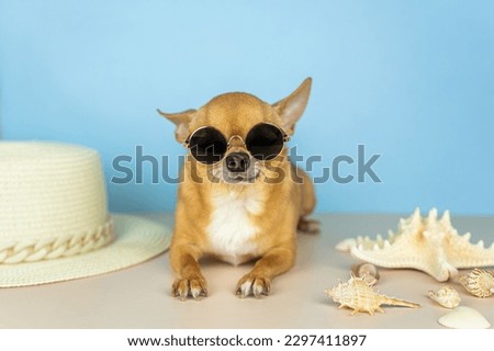 A red chihuahua dog in stylish sunglasses on a blue background, a straw hat and shells. Sale, advertising, travel, discount, special offer, shops, advertising business concept. Copy space for text