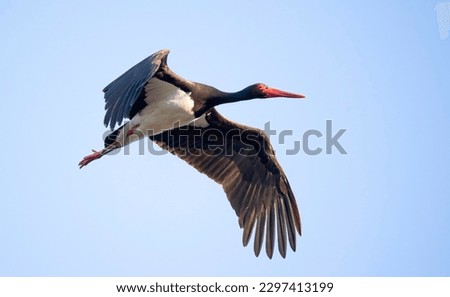 Black stork ciconia flies across the blue sky to hunt, the best photo. Royalty-Free Stock Photo #2297413199