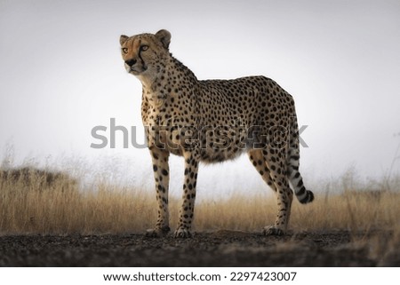 A strong Cheetah standing with herbs and gray sky in the background