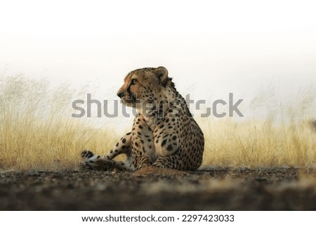 A beautiful Cheetah sitting on ground with herbs and foggy sky in the background