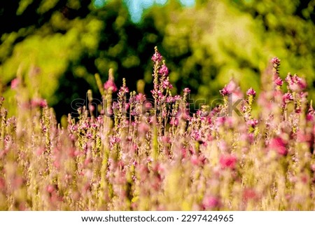 Pink Wildflowers in Meadow at  South Lake Tahoe, CA