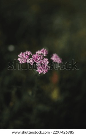 A vertical closeup of the Achillea millefolium, yarrow, flowering plant in the family Asteraceae.
