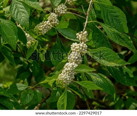 White beautyberry, Callicarpa americana var. alba, fruits and leaves on arching branches. Photographed in the fall in Tennessee. The berries are a food source for many songbirds and small mammals.  Royalty-Free Stock Photo #2297429017