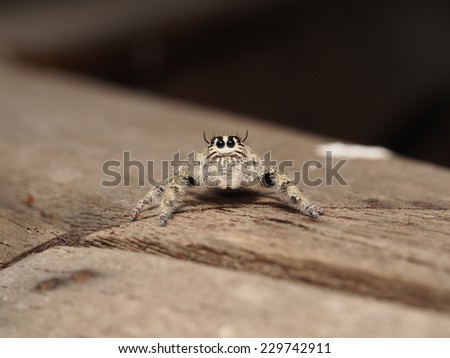 Hairy Jumping Spider