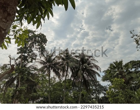 Cloudy sky and green tree in the village