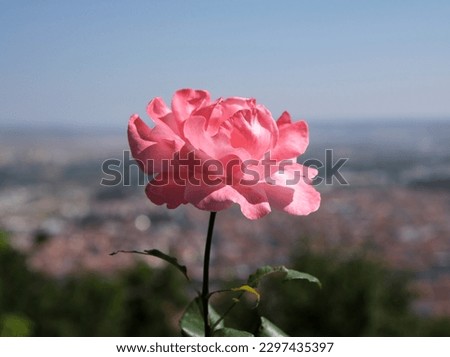 image of a pink rose