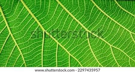 Leaf Tattoo Green Season Natural Background Texture