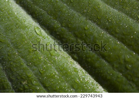 Abstract of Macro Leaf Texture Background Pattern