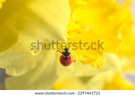 Little red ladybug in yellow flower in spring. Bright narcissus flowers and small insect. Macro photography, selective focus.