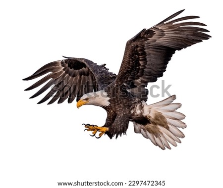 eagle flying on white background  Royalty-Free Stock Photo #2297472345
