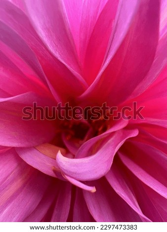 Pink petals blooming beautifully in pretty Royalty-Free Stock Photo #2297473383