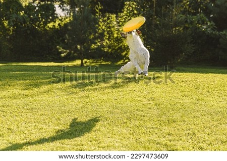Nimble dog jumping to catch plastic flying disc in air. Disc dog training  toss and fetch at backyard lawn.  Royalty-Free Stock Photo #2297473609