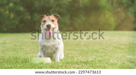 Dog sitting on green grass with empty bowl waiting for feed to eat or water do drink. Panoramic image.  Royalty-Free Stock Photo #2297473613