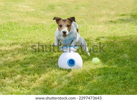 Dog playing with robot ball launcher. Funny dog chasing ball on green grass Royalty-Free Stock Photo #2297473643