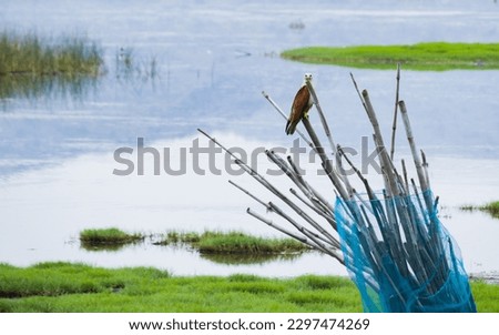 Brahminy kite or red backed sea eagle sitting on a bamboo pole near a lake, stalking prey. These medium size raptor birds mostly feed on fish and seen near water bodies
