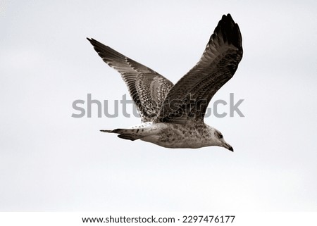 Beautiful seagull in flight seeing details, feather, beak an eye Royalty-Free Stock Photo #2297476177