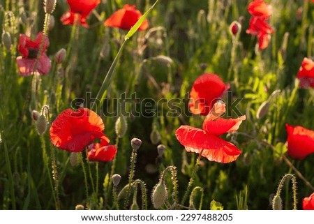 Beautiful field of red poppies in the sunset light. Selective focus. Mallorca island,Spain.