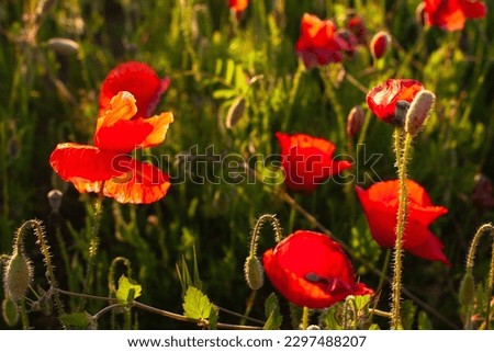 Beautiful field of red poppies in the sunset light. Selective focus. Mallorca island,Spain.