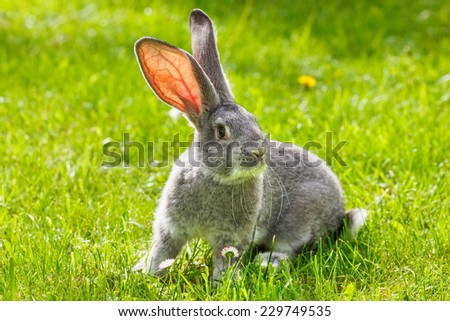 Young domestic gray rabbit in green grass