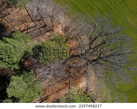 Aerial view of a mixed forest with bare trees Royalty-Free Stock Photo #2297498217