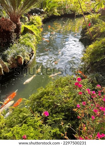 Garden with a pond with koi fish