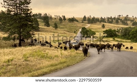 buffalo jam on the road in Custer State Park Royalty-Free Stock Photo #2297503559