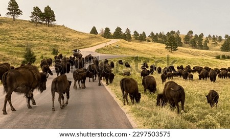 buffalo jam on the road in Custer State Park Royalty-Free Stock Photo #2297503575