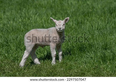 One happy little newborn scheep in the green landscape in Holland