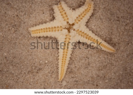 Shells and sea star on the sandy beach