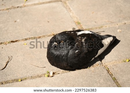 a big black pigeon basking in the sun