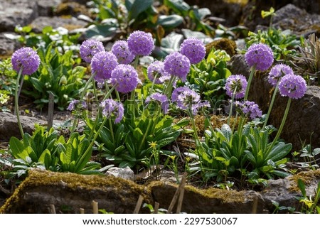 Primula denticulata (drumstick primula) in rock garden in spring time Royalty-Free Stock Photo #2297530067