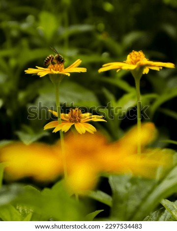 Yellow wildflowers  and honey bee