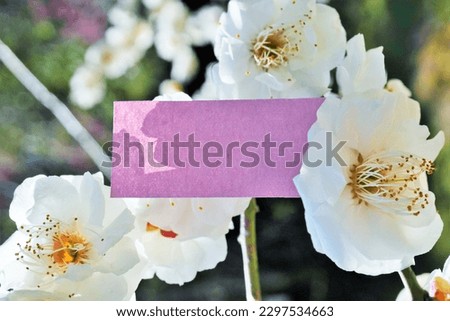 Purple spring-like comment space decorated with white plum blossom branches taken outdoors