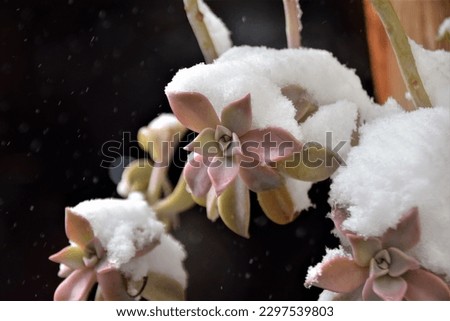 Snow in April covered the branches of succulents Royalty-Free Stock Photo #2297539803