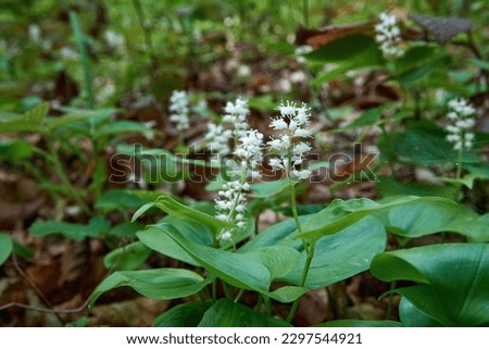 Blooming Maianthemum bifolium (false lily of the valley or May lily) in a summer forest. Royalty-Free Stock Photo #2297544921