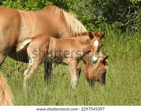 A wild horse mother and her young foal enjoying a beautiful summer day on Assateague Island, Worcester County, Maryland.