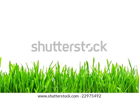 Fresh green grass on a white isolated background
