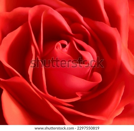 Closeup photo of beautiful red rose flower