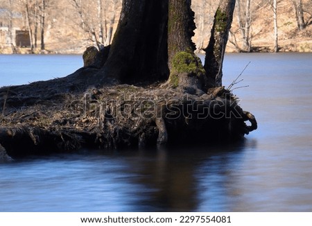 Tree and roots on small patch of land in Seehof bathing lake on a sunny winter day in Erlenbach, Germany.