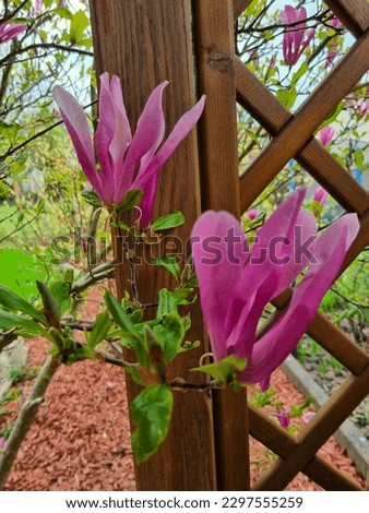 Beautiful, fresh, vibrant magnolia flowers