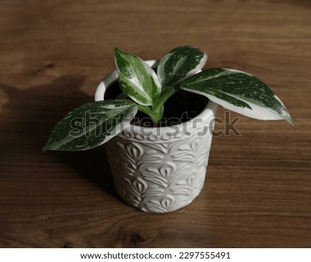 philodendron white wizard in white pot Royalty-Free Stock Photo #2297555491