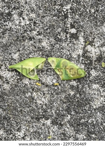 Boxwood Gall Midge (Monarthropalpus flavus) larvae next to damaged boxwood leaf.