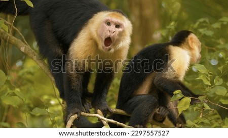 Monkey Randoms Photo In Funny Mood Royalty-Free Stock Photo #2297557527