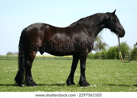Friesian horse standing on meadow Royalty-Free Stock Photo #2297561103