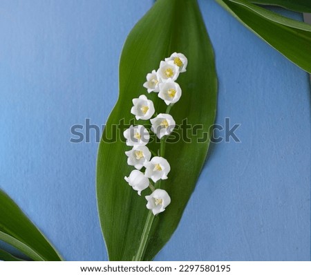 Lily of the valley flower on blue background