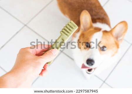 Dog dental care concept. Dental treats for dogs. Dog products Royalty-Free Stock Photo #2297587945