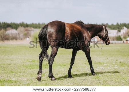 Beautiful young strong brown horse, stallion walks, grazes in a meadow with green grass in a pasture, nature. Animal photography, portrait, wildlife, countryside.