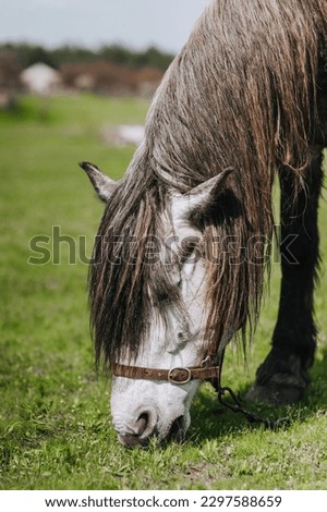 A beautiful large white, gray thoroughbred horse with a long mane grazes, eats green grass in a meadow, a pasture in the countryside, a farm. Photography, close-up portrait of an animal in nature.