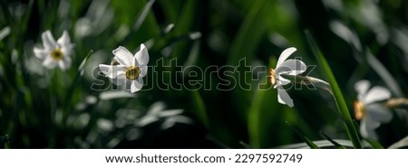 Panoramic picture with daffodils.
Bright  white  flowers on a black background.Close-up of daffodils.